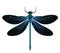 Black and blue dragonflies-dragonfly