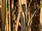 A black and blue dragonfly on bamboo leaves