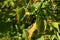 Black blue and glossy berries on a bush of the wild Privet