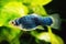 Black Blue Platy fish