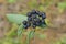 Black blue ripe chokeberry berries on a thin branch