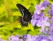 Black and Blue Spicebush Swallowtail Butterfly on flower