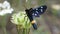 Black Blue With White Dots And Long Body Yellow Ring Butterfly Like Insect European Eating from Wild Flower Green Grass Macro Vide