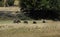 Black boar family is walking along the green grass in the wild.