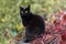 Black Bombay cat outdoor in autumn, on fall leaves