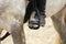 Black boot of rider in the stirrup tighten on the horse, the foot in the stirru