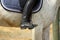 Black boot of rider in the stirrup tighten on the horse, the foot in the stirrup