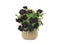 Black bouquet of flowers surfinia  in a pot isolated on a white background