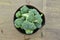 Black bowl with cuts broccoli on wooden background