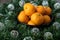 Black bowl of satsuma oranges in a Christmas wreath with silver ball lights