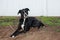 Black boxer greyhound mixed breed lays on dirt with a stick.