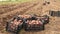 Black boxes full of organic potatoes at a field with ripe large potatoes dug at a farm