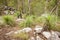 Black Boy Grass Tree Xanthorrhoea