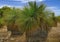 Black Boy trees or xanthorrhoea WA