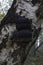 Black bracket fungus growing on the side of a silver birch betula pendula tree