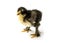 Black Brahma chick on white background, selective focus