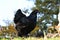 Black Brahma chicken hen