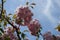 Black branch of sakura with double pink flowers against blue sky