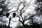 Black branches of bare trees and old lantern. Mysterious picture of winter park