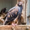 Black-breasted Buzzard, Featherdale Wildlife Park, NSW, Australia