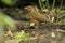 Black-breasted thrush