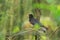 Black-breasted thrush