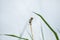 Black-breasted weaver bird sitting on dry sticks breading season. Selective focus