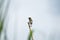 Black-breasted weaver bird sitting on dry sticks breading season. Selective focus