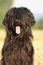 Black briard