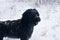 Black briard french shepherd dog in snow