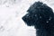 Black briard french shepherd dog in snow