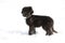 Black briard puppy