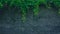 Black brick wall with green plants, in the old town of Wuzhen, Zhejiang, China