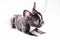 Black Brindle French bulldog Puppy