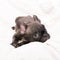 Black Brindle French bulldog Puppy