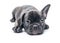 Black Brindle French bulldog puppy crouch