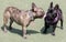 Black and Brindle Frenchie female puppies socializing