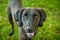 Black Brindle Hound Labrador Retriever Mix Panting