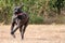 Black brindle mastiff running free