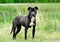 Black and Brindle Pitbull mixed breed dog