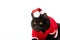 black british shorthair cat in christmas vest and hat looking away