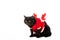 black british shorthair cat in christmas vest and horns