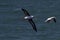 Black-browed Albatros ( Thalassarche melanophris ) or Mollymawk Helgoland Island Germany