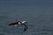 Black-browed Albatros ( Thalassarche melanophris ) or Mollymawk Helgoland Island Germany