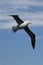 Black Browed Albatross