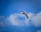 Black browed albatross with 8 foot wing span