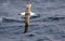 Black-browed Albatross above the surf. Cape Horn, Antarctica. South America