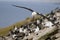 Black-browed Albatross Approach