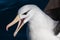 Black-Browed Albatross in Australasia