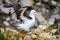 Black-browed Albatross bird - Diomedeidae - landing on rocks on New Island, Falkland Islands